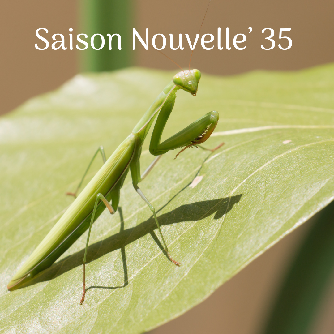 You are currently viewing Saison Nouvelle’s 35